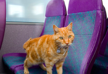 橘喵「天天自己搭公車」16公裡 司機搶載皇上:免費搭乘唷!