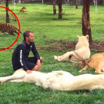 動物園裡最危險的職業莫過於飼育員,特別是那些照顧大型野獸的飼育員,一不留神就容易發生意外