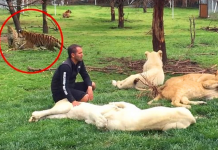 動物園裡最危險的職業莫過於飼育員,特別是那些照顧大型野獸的飼育員,一不留神就容易發生意外