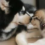 汪星人界的新手奶爸Lonzo來告訴你,照顧小孩可以累到一個什麼程度?XD