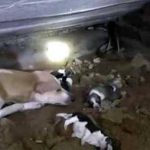 流浪狗媽生育七子,眼鏡蛇突然造訪,狗媽絲毫不畏懼,最終與好心人戰勝毒蛇!