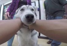 二哈走丟半年後,再次與主人相遇後,哈哈的表情令人笑噴!