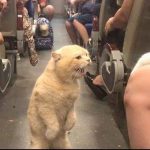 貓咪看座位被人搶,從主人懷裡跳出來,站在車廂破口大駡,全車人笑翻
