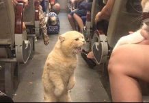 貓咪看座位被人搶,從主人懷裡跳出來,站在車廂破口大駡,全車人笑翻