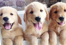 為什麼狗狗吃的多,卻仍瘦的發慌