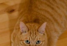 「大橘為重」說的就是橘貓,橘貓之所以能夠扛起貓界的地位,是有著它們獨特的原因的