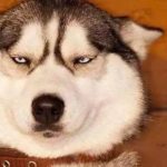 養狗最煩別人說的這幾句話,真的很討厭