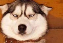 養狗最煩別人說的這幾句話,真的很討厭