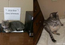 開車窗給它睡、每天喂飯!醫護暖男花6年終於贏得流浪貓信任