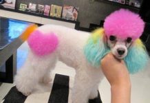 整容,但這些都是不提倡做的項目,對寵物的傷害也很大!