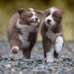 大多數寵主都在努力成為最好的寵物家長,但是其實我們經常好心辦壞事,成為熊孩子們的家長。