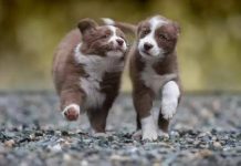 大多數寵主都在努力成為最好的寵物家長,但是其實我們經常好心辦壞事,成為熊孩子們的家長。