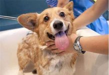 狗狗體味重?頻繁洗澡反而得了皮膚病,除味需要找准源頭