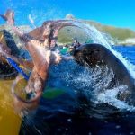 奇!划獨木舟被海豹拿章魚打臉 網友笑翻「感覺牠超不爽」
