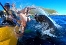 奇!划獨木舟被海豹拿章魚打臉 網友笑翻「感覺牠超不爽」