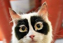 驚人色彩的動物!一起來欣賞