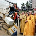 放生變殺生!僧人為積功德「把蟒蛇全放生到海裡」,竟然群蛇沙灘亂爬,消防連夜捕捉嚇壞遊客