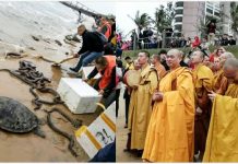 放生變殺生!僧人為積功德「把蟒蛇全放生到海裡」,竟然群蛇沙灘亂爬,消防連夜捕捉嚇壞遊客
