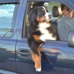 毛孩「簡直就是修煉成精變人類」!超爆笑的~