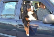 毛孩「簡直就是修煉成精變人類」!超爆笑的~