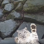 這隻可愛又像貓的小雪豹,一夕之間,因為這個無心被拍的影片而爆紅。