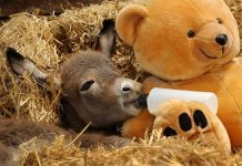 驢子也是一種讓人驚訝的「反轉毛小孩」。長大後的驢子憨憨傻傻、吃苦耐勞,但小時候的牠們真的超可愛。