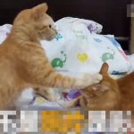 這對住在一起的歡喜冤家時常鬧出這個笑話!