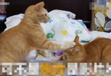 這對住在一起的歡喜冤家時常鬧出這個笑話!