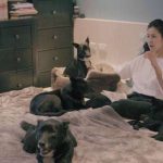 跟寵物生活是一件快樂的事,但你能想像跟100隻狗狗每天待在一起的情境嗎?