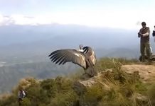 你相信萬物皆有靈性嗎?這段感人影片也被網友讚爆直呼:「這畫面真是太有愛了!」