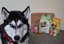 二哈算是狗狗中的網紅了,因為它們總是能做出一些令鏟屎官哭笑不得的事情