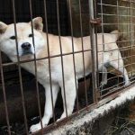 印度路邊的麻袋傳來虛弱叫聲,無毛狗顫抖身子走了出來,6個月後模樣完全大不同!