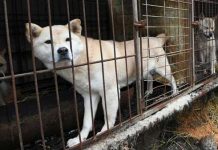 印度路邊的麻袋傳來虛弱叫聲,無毛狗顫抖身子走了出來,6個月後模樣完全大不同!