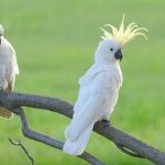 誰說只有貓狗會討摸摸…可愛小鸚鵡根本「飼主控」,黏著主人的手不肯放開,模樣讓大家萌翻!