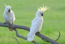 誰說只有貓狗會討摸摸…可愛小鸚鵡根本「飼主控」,黏著主人的手不肯放開,模樣讓大家萌翻!