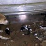 用身體保護著自己的孩子們。直到最後捕蛇人到現場才成功將眼鏡蛇捉出來