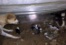 用身體保護著自己的孩子們。直到最後捕蛇人到現場才成功將眼鏡蛇捉出來