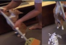 這位貓奴大早上就享受了一把主子帶來的驚喜,滿地的碎紙屑啊看著就頭疼。現在不都流行什麼“現身說法”嘛,於是鏟屎的以示懲戒,竟讓讓貓咪親自清掃現場