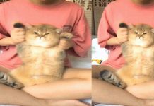 大家都知道,英短有各種各樣的漸層,比如說英短金漸層,英短銀漸層等,那麼今天我門就來給詳細的介紹一下,漸層系列貓。