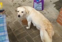 歷經12次的離別,最後的寶寶被收養,狗媽媽超不捨舔臉道別 「你要過得好好的」