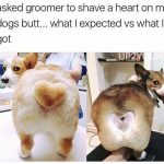 17只被主人玩壞的毛小孩。。。樣子看起來就像是生無可戀!