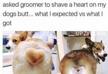 17只被主人玩壞的毛小孩。。。樣子看起來就像是生無可戀!