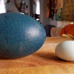 他因為好奇網購「詭異的藍色大蛋蛋」沒想到幾天後竟一發不可收拾…:都說別亂買吧