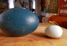 他因為好奇網購「詭異的藍色大蛋蛋」沒想到幾天後竟一發不可收拾…:都說別亂買吧