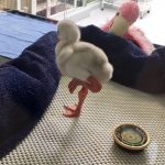 大家觀察過剛剛出殼的小鳥嗎?應該很少有人這樣做吧