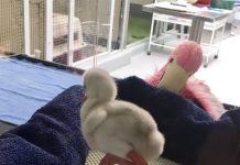 大家觀察過剛剛出殼的小鳥嗎?應該很少有人這樣做吧