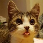 貓咪早上偷溜出去玩,卻委屈的回來,主人一看差點笑抽筋