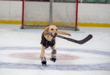 可愛的金色拉布拉多犬穿著定制的溜冰鞋,嘴中叼著冰球桿,在冰上滑來滑去,還用嘴撿起冰球,畫面十分有愛。