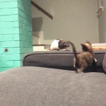 快速移動的物體會激發貓咪的狩獵本能,但看到比自己體型更大的老鼠,下一秒落荒而逃……