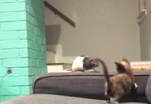 快速移動的物體會激發貓咪的狩獵本能,但看到比自己體型更大的老鼠,下一秒落荒而逃……